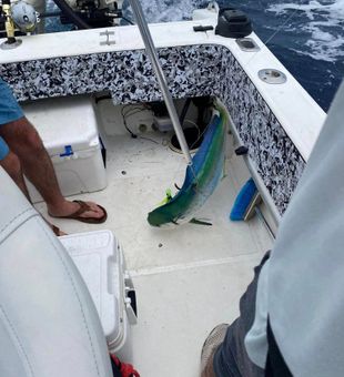 Hooked on Mahi Mahi - Charleston Fishing!